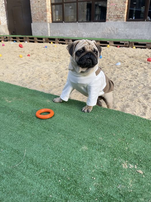 Мопс цуценя хлопчик КСУ документи п-к Голден Пак