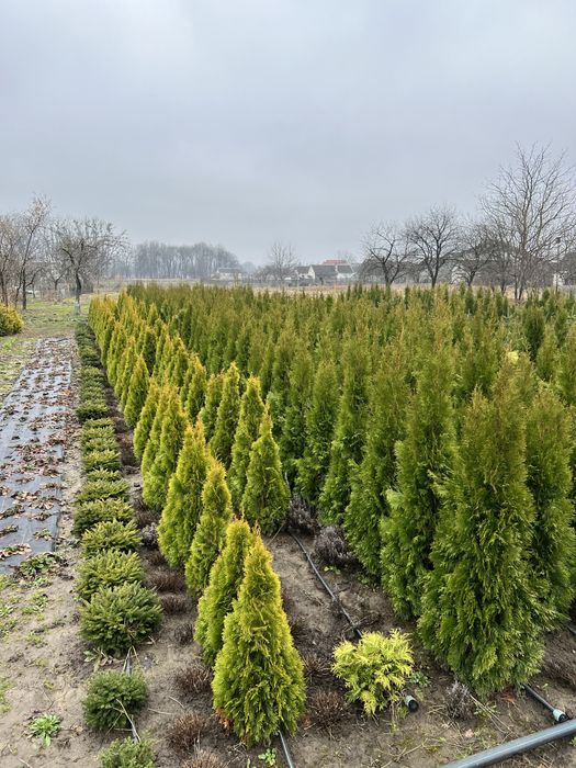 СМАРАГД Туї Смарагд, туя