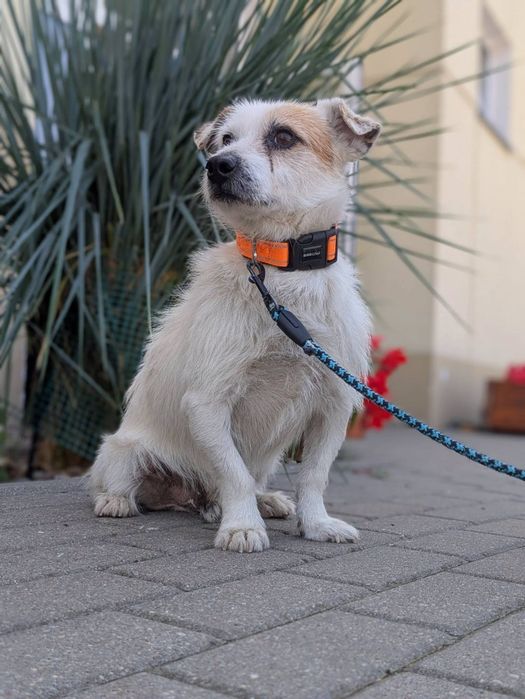 Delikatny Kardynał w typie Jack Rusell Terrier szuka domu. ADOPTUJ
