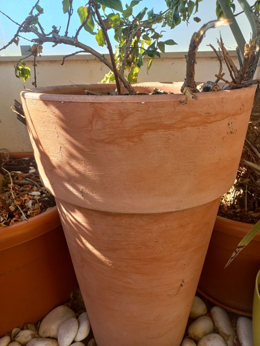 Vasos em polietileno e plantas