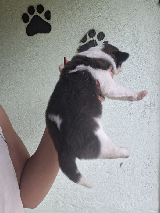 Menina sao bernarda