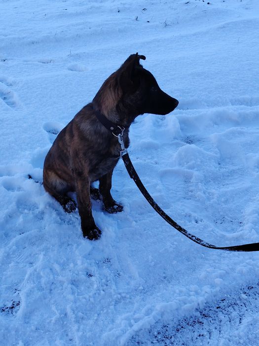 Owczarek Holenderski