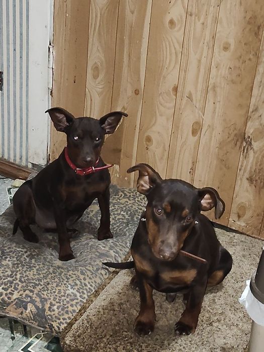 Німецький пінчер