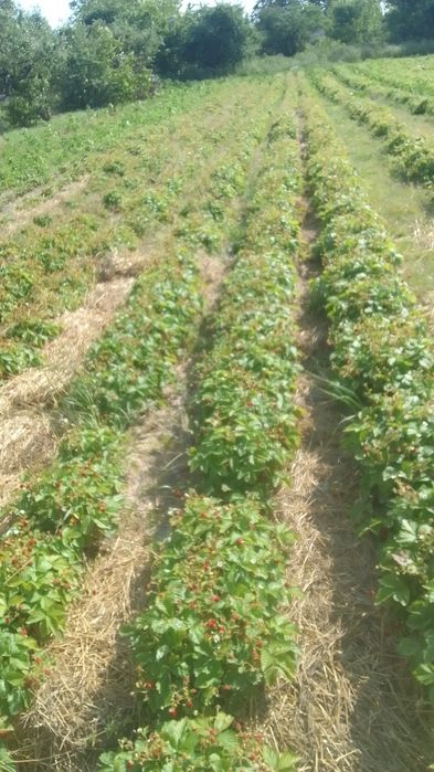 Суниця альпійська( саджанці (розсада)).