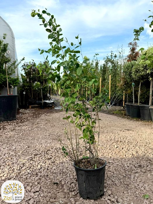 duża świdośliwa, amelanchier lamarckii, rozmiary 120-140, 140-160cm