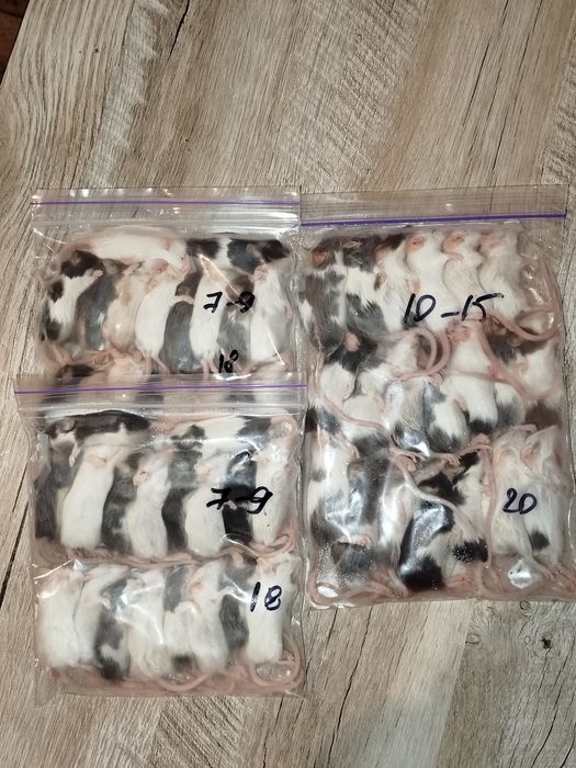 Заморозка мышей. Кормовые миши. Миши. Корм для птиц и рептилий.  Корм