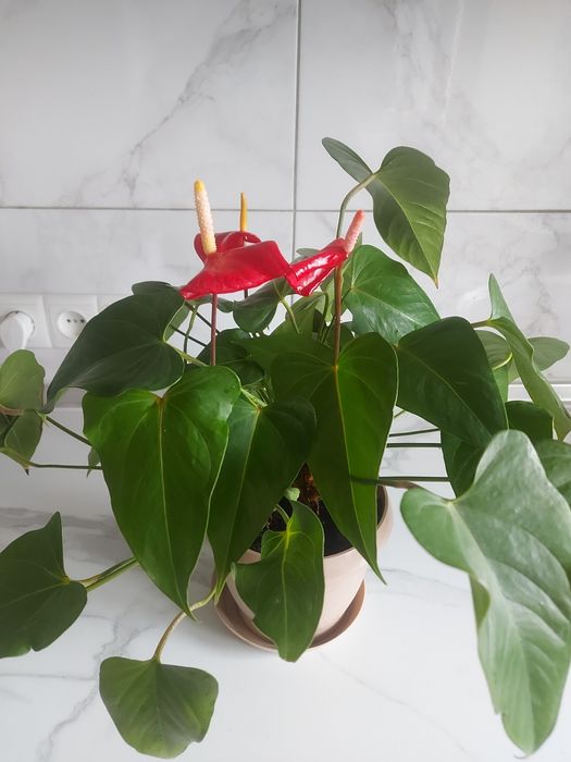 Продам гарні поділки Антуріума.