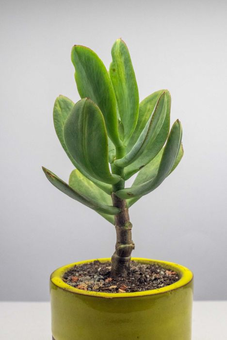 Денежное дерево крассула Блю хейл медиа вариегатный Мариуполь