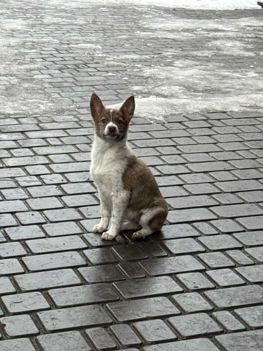 Прилаштовується цуцик