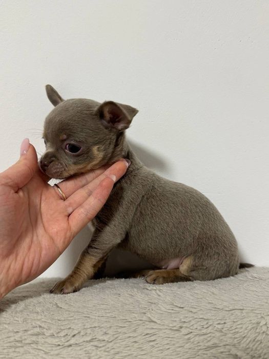 Sunia Chihuahua krótkowłosa