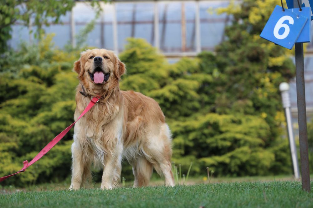 Golden Retriever  - krycie