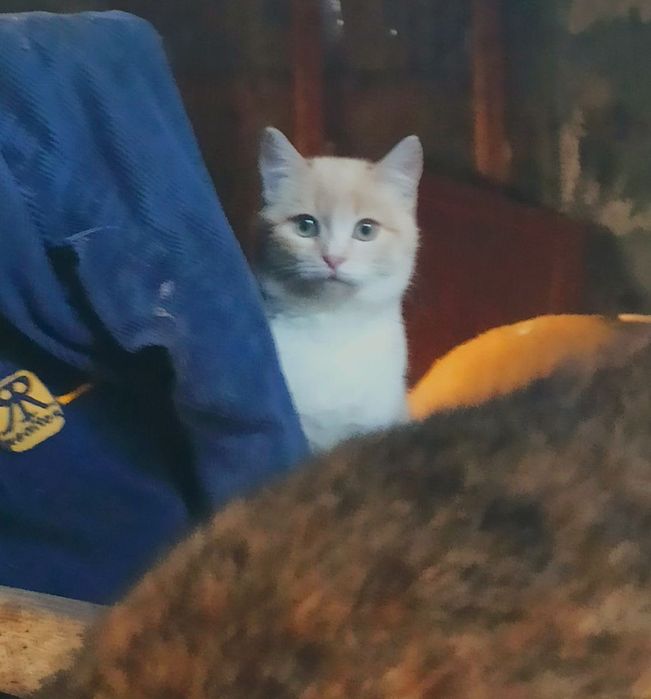 Котята отдам котики котенок девочка