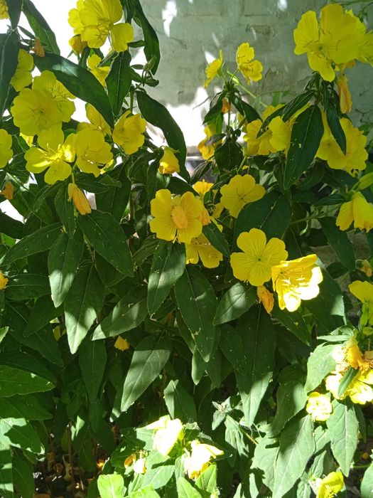 Енотера багаторічна