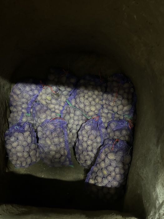 Продам  картоплю  домашню