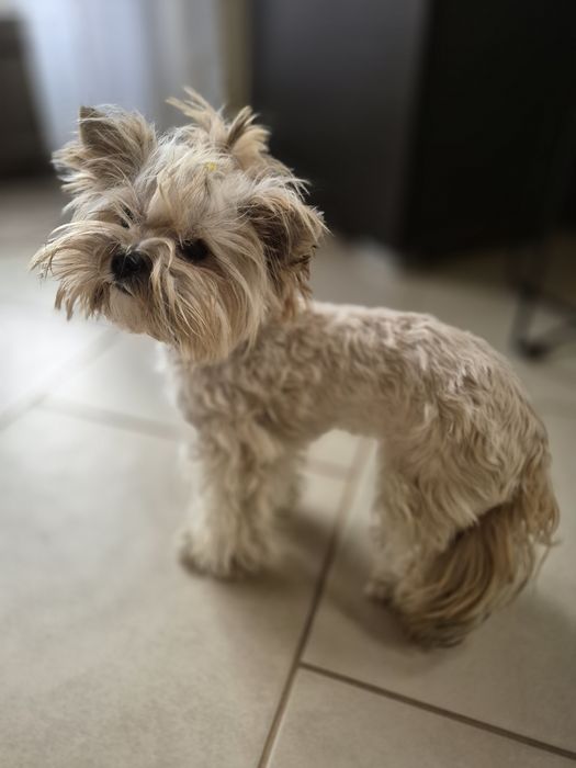 York Shire Terier  Golddust  Suczka