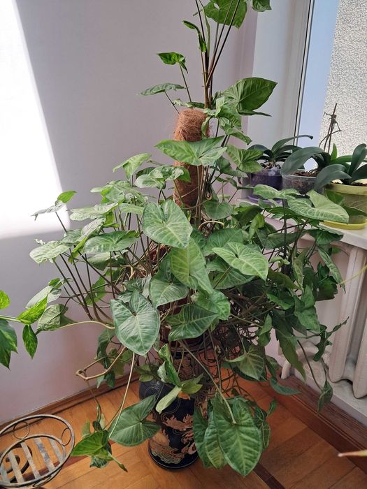 Сингониум -красивое вьющееся комнатное растение