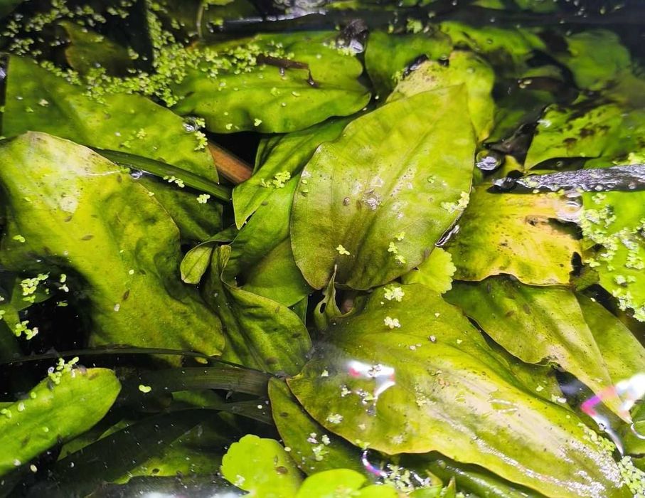 roślina akwariowa Cryptocoryne pontederiifolia sercolistna