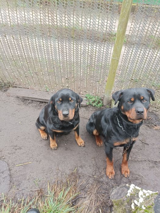Песики ротвейлера