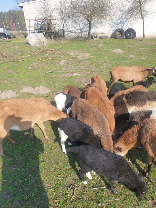 Baranki iwieczki kameruńskie