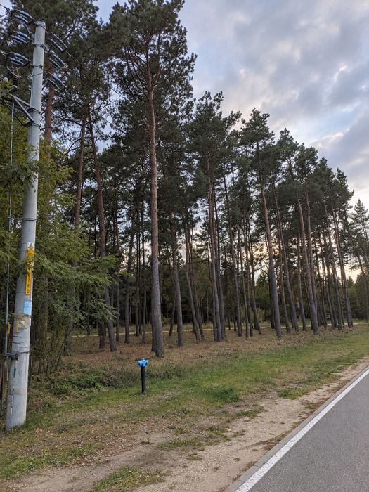 Działka MPZP 1612 m² Starowola – blisko Liwca, sosny, media przy drodze - Widok 2