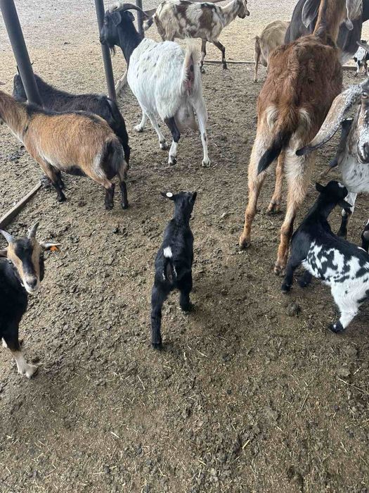 Камерунский козы карлики гномы