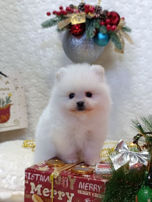 Мальчики - Померанский шпиц.