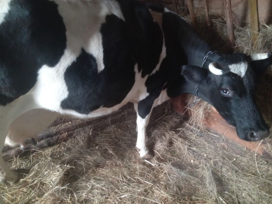 Продам добру корову