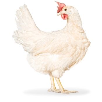 Курка породи Тетра тінт 90 грн