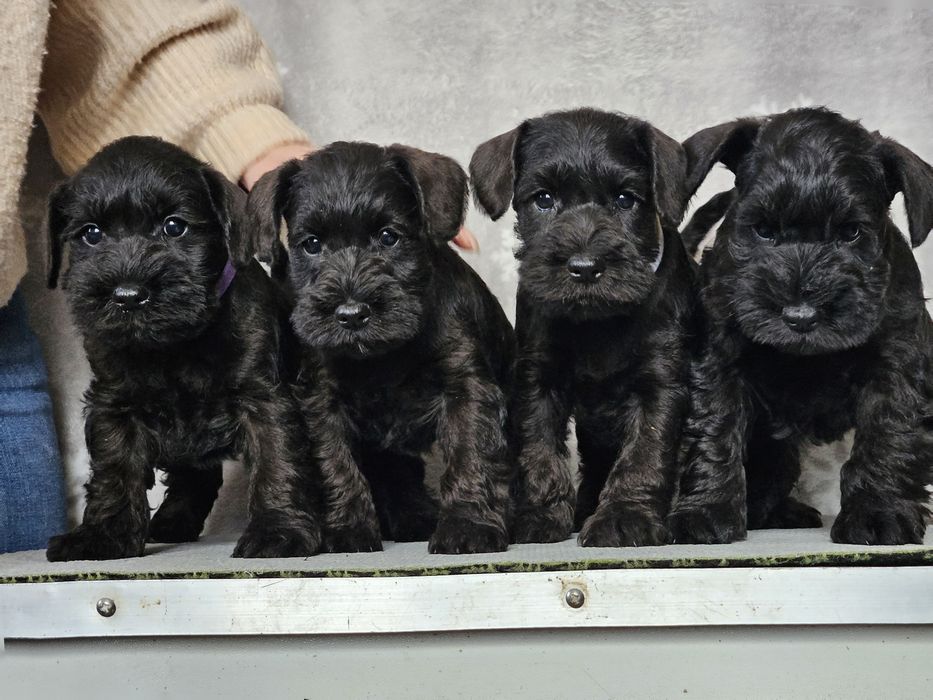 Цвергшнауцера цуценя дівчинка