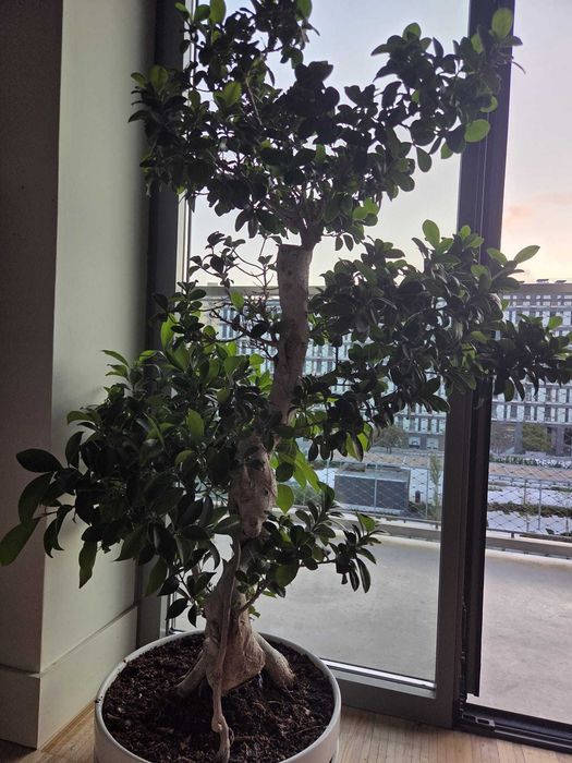 Bonsai gigante Figueira-asiática