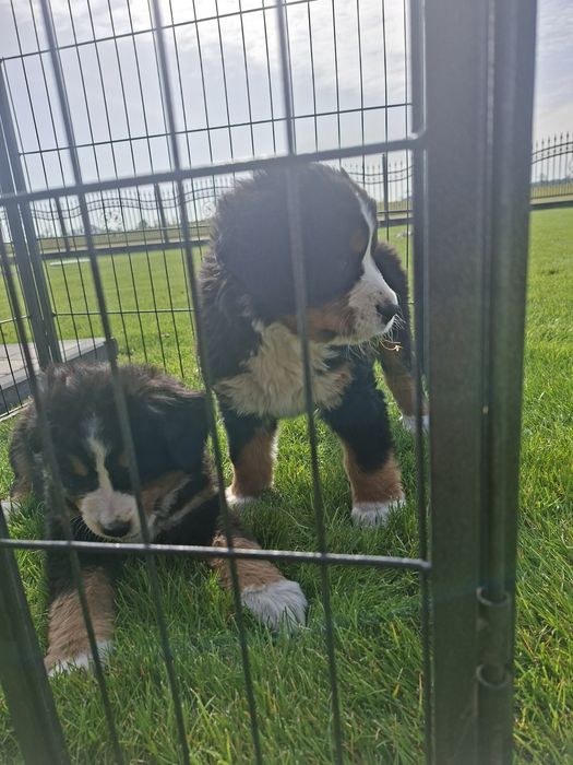 Berneński Pies Pasterski suczka