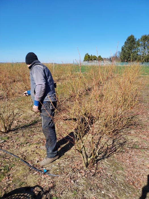 Borowka Amerykanska  Krzewy