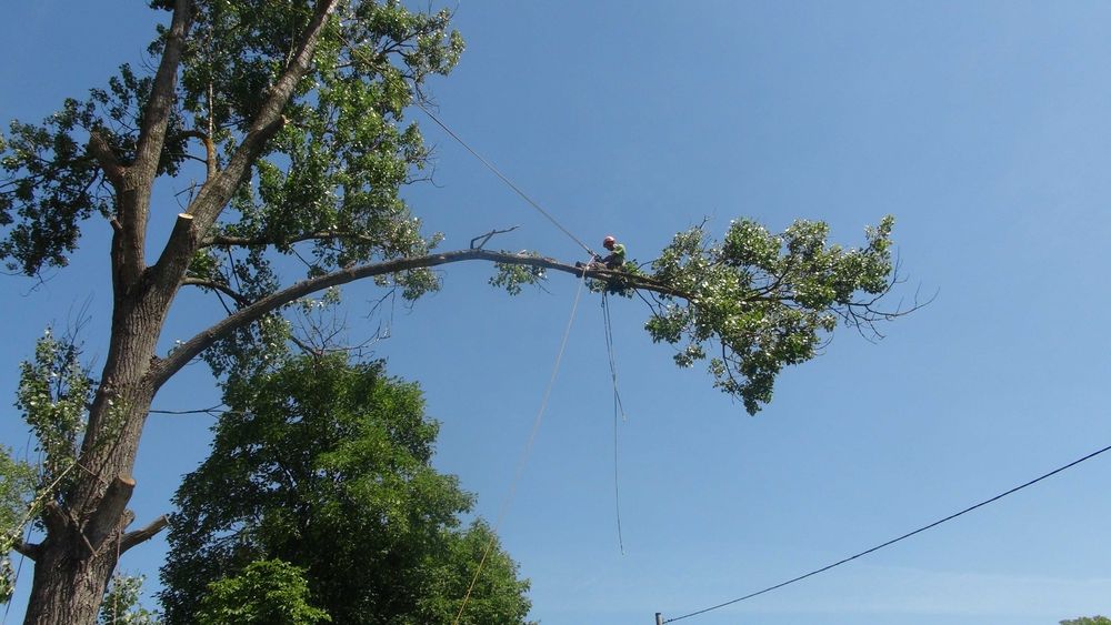 Wycinka drzew trudnych, cięcia drzew, krzewów żywopłotów,usuwanie drze