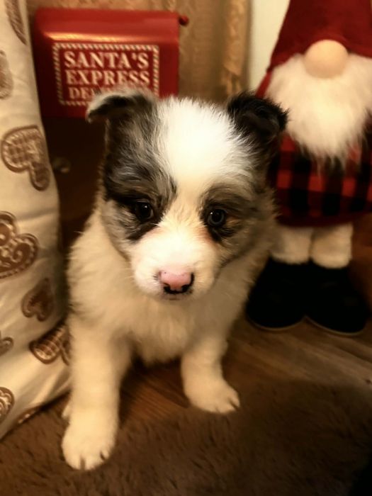 Border Collie suczka ZKwP