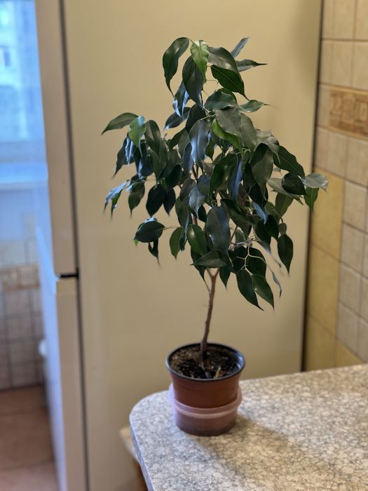 ФІКУС Бенджаміна кімнатна рослина! Сформований вазон висотою 85 см