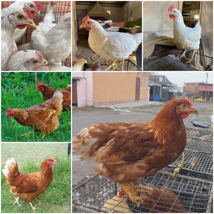 Кури Ломан Сенді 4,5 міс