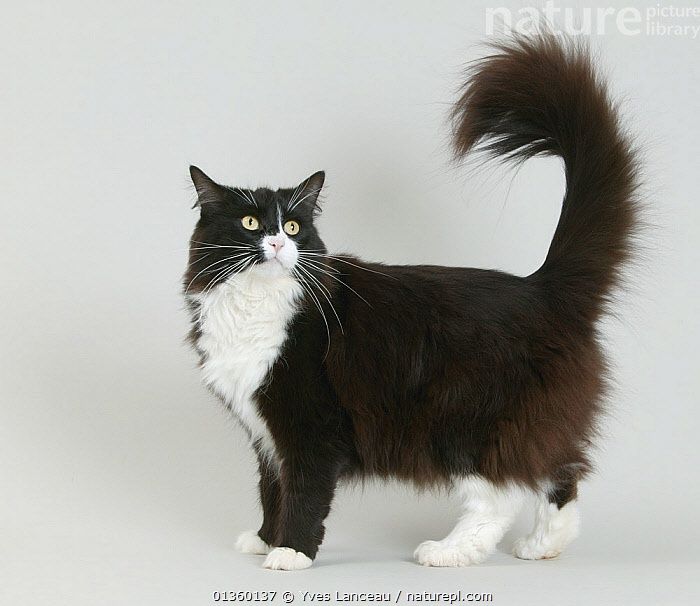 Кіт норвезька лісова , менше року