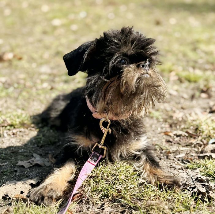 Gryfonik brukselski FCI sunia Jolcia