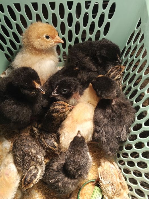 Jaja od kurek niosek