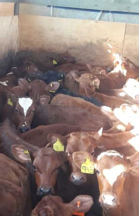 Ферма продает телят бычков