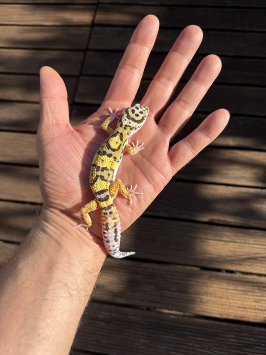 Gekon Lamparci Bold Bandit non het
