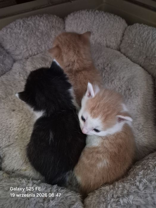 Kotki kot koty kot