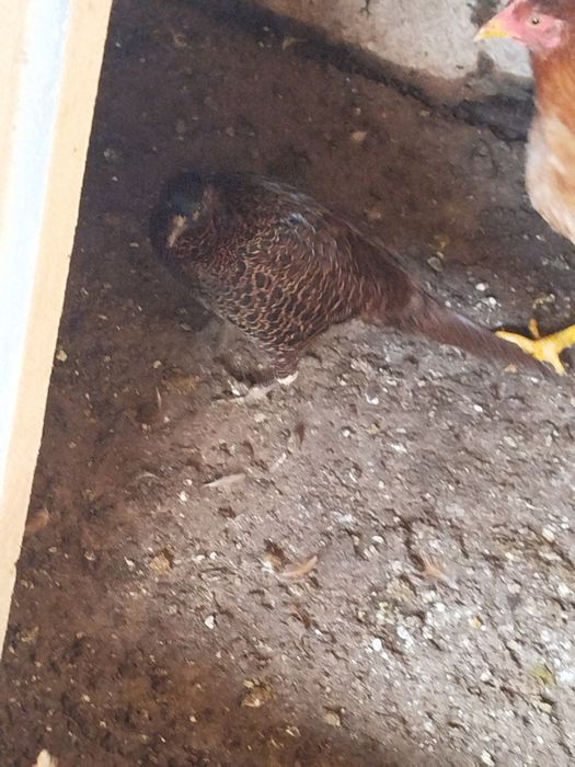 2 fêmeas faisão (coleira)