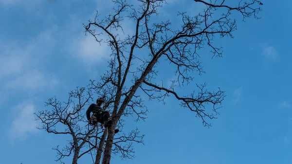 Професійний догляд за ділянками спилювання дерев благоустрій Бориспіль