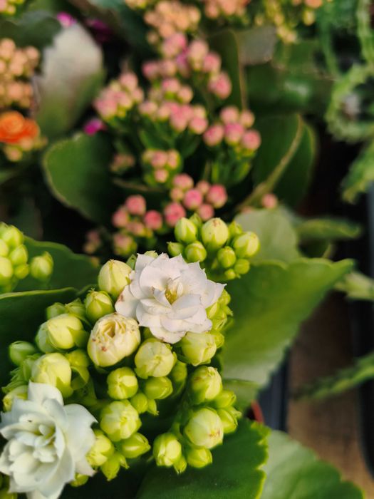 Kalanchoe com Flor Dobrada (Kalanchoe Calandiva) - planta em vaso