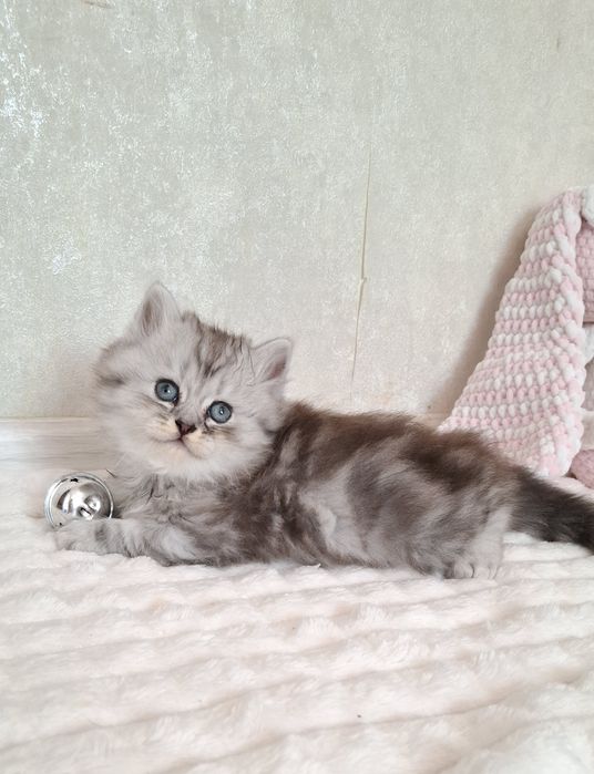 Британский котёнок ns22