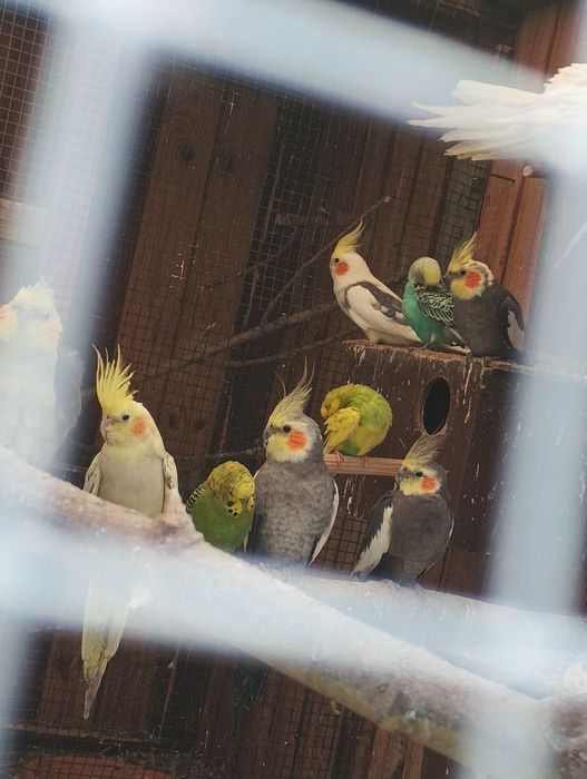 Papugi nimfy dorosłe