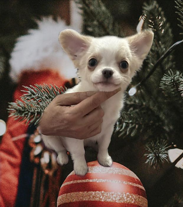 Śliczny długowłosy z ZKwP FCI