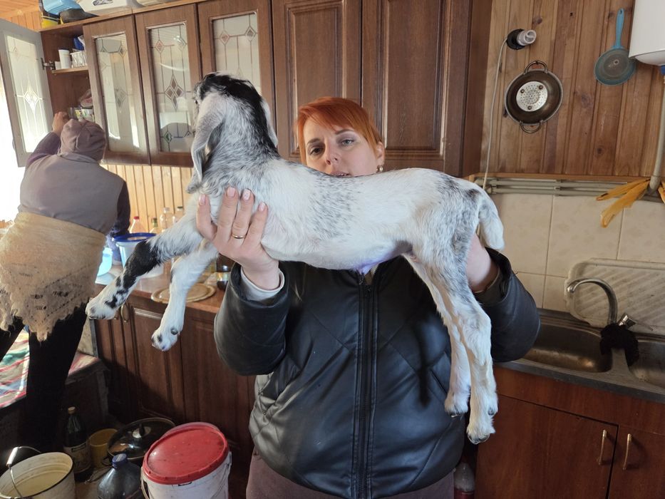 Кізонька англонубійська 100%