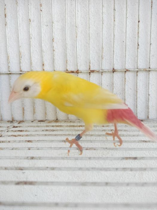 Diamante tricolor lutino